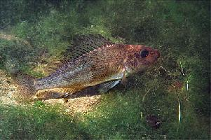 Foto: Kaulbarsch