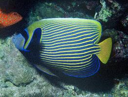 Foto: Imperator-kaiserfisch