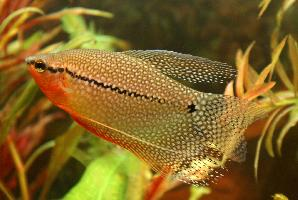 Foto: Mosaikfadenfisch