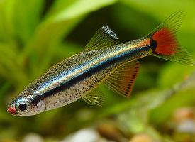Foto: Kardinalfische