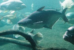 Foto: Pangasius