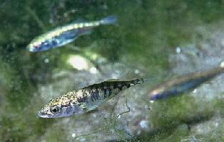 Foto: Dreistachlige stichling