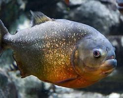 Foto: Rote piranha