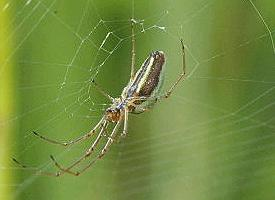 Foto: Gemeine streckerspinne