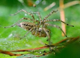 Foto: Labyrinthspinne