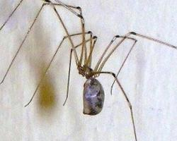 Foto: Kleine zitterspinne