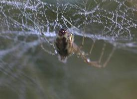Foto: Gemeine baldachinspinne