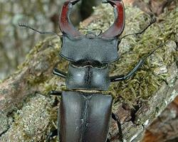 Foto: Hirschkäfer