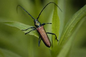 Foto: Moschusbock