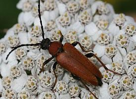 Foto: Rothalsbock