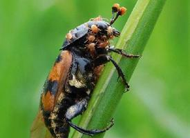 Foto: Gemeine totengräber