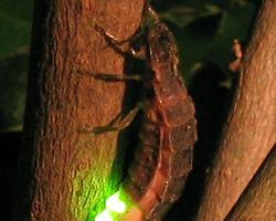 Foto: Große leuchtkäfer