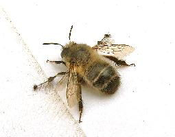 Foto: Gemeine pelzbiene