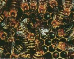Foto: Asiatische rote honigbiene
