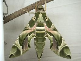 Foto: Oleanderschwärmer