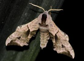 Foto: Abendpfauenauge