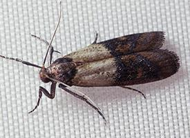 Foto: Dörrobstmotte