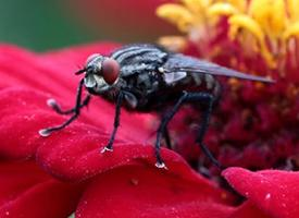 Foto: Graue fleischfliege