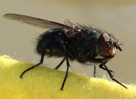 Foto: Stubenfliege