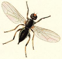 Foto: Schinkenfliege