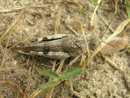 Foto: Blauflügelige ödlandschrecke