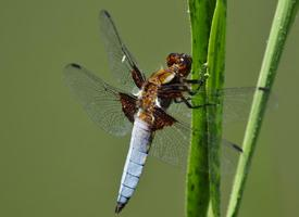 Foto: Plattbauch