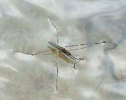 Foto: Gemeine wasserläufer