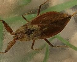 Foto: Wasserskorpion