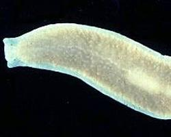 Foto: Milchweiße planarie