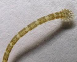 Foto: Gemeine fischegel