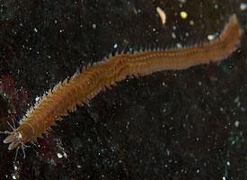 Foto: Braune seeringelwurm