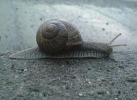 Foto: Weinbergschnecke