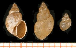 Foto: Kleine sumpfschnecke
