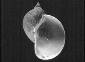 Foto: Ohrschlammschnecke