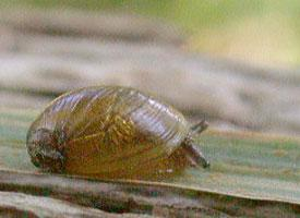 Foto: Schlanke bernsteinschnecke