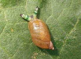 Foto: Gemeine bernsteinschnecke