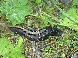 Foto: Schwarze schnegel