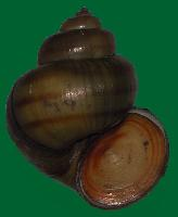 Foto: Spitze sumpfdeckelschnecke