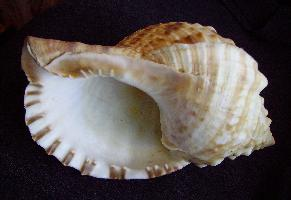 Foto: Knotentragende tritonschnecke