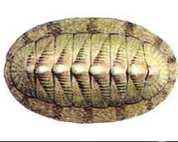 Foto: Bunte käferschnecke