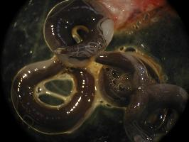 Foto: Schwimmblasenwurm