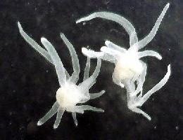 Foto: Polypodiidae
