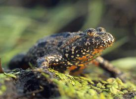 Foto: Rotbauchunke