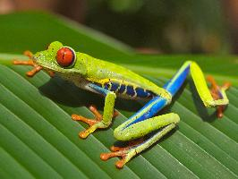 Foto: Rotaugenlaubfrosch