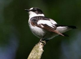 Foto: Halsbandschnäpper