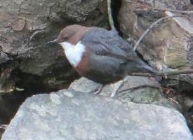 Foto: Wasseramsel