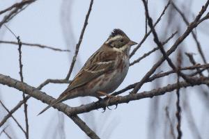 Foto: Waldammer