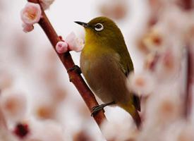 Foto: Japanbrillenvogel