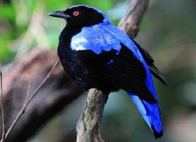 Foto: Türkisfeenvogel