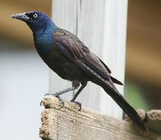 Foto: Purpurgrackel
